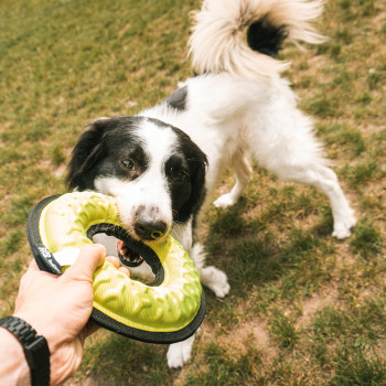 Hundeziehspielzeug - War Loop - Gelb - 21x5,2,5cm