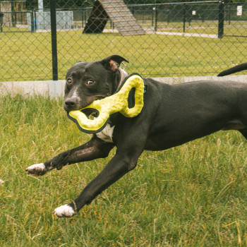 Hundeziehspielzeug - War Zopf - Gelb - 31x15,5x15cm