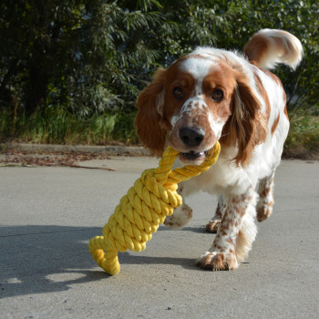 Juguete de cuerda para tirar para perros - Tug Life - amarillo - 52cm