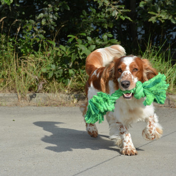 Katoenen touw met twee gevlochten knopen voor honden - groen - 40cm