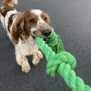 Cotton Rope with Five Braided Knots for Dogs - Green - Floss - 120cm