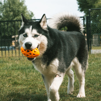 Rugbyball für Hunde - orange - Crack me up - 14x8x8cm - S