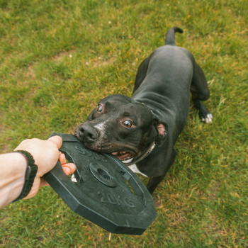 Halter voor honden - zwart - Voor de gainz - 22,8x22,8x1,7cm